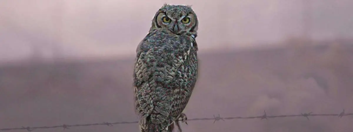 owls in Oklahoma