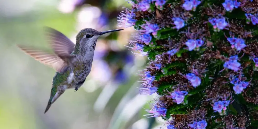 hummingbirds of california
