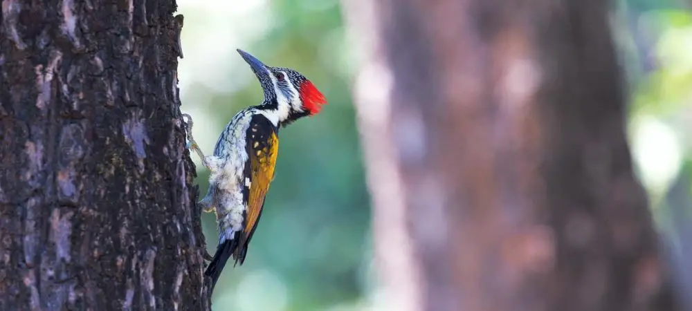 woodpeckers in Georgia