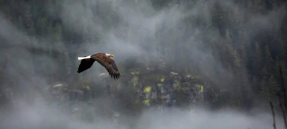 Eagles of California