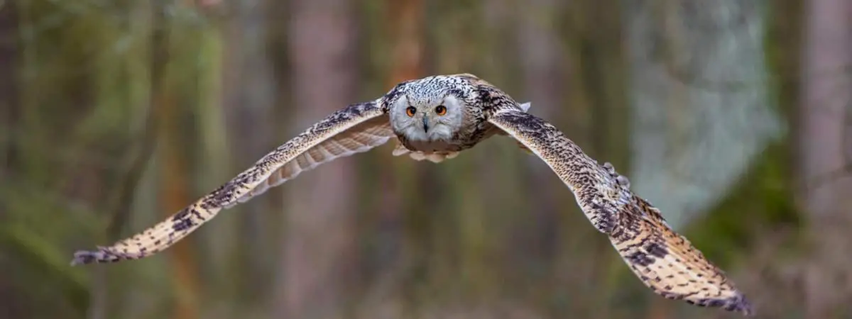 owls in new jersey