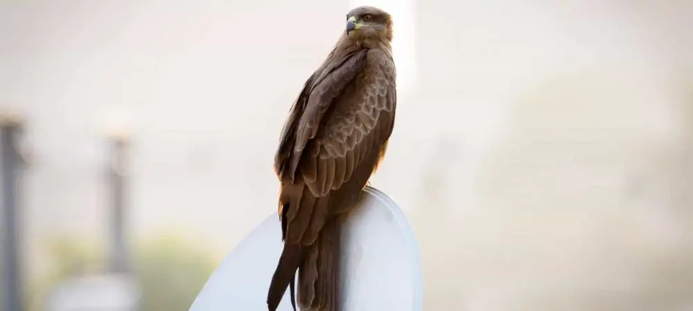 hawks in maryland