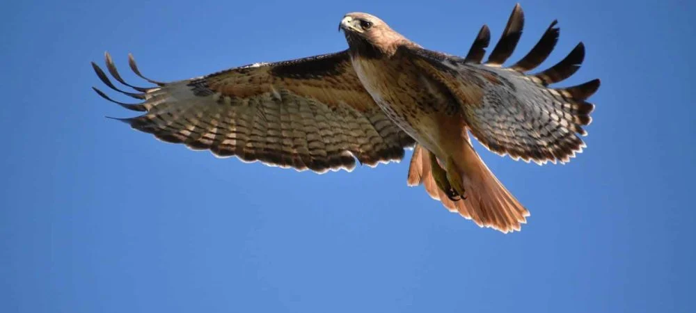 Hawks in Illinois