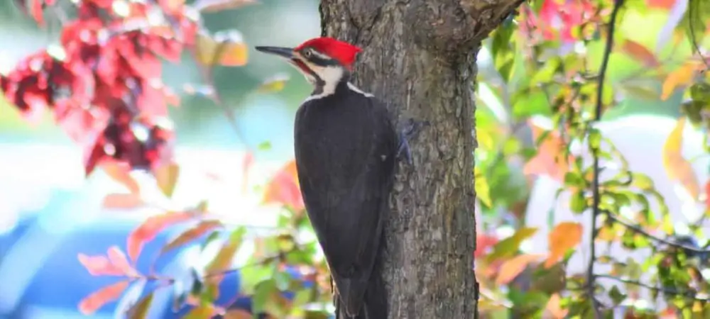 Woodpeckers in Connecticut