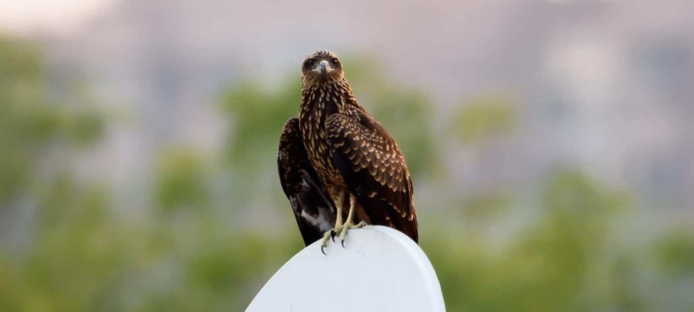 Hawks in New Mexico