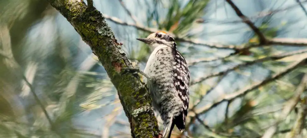 Woodpeckers of Delaware