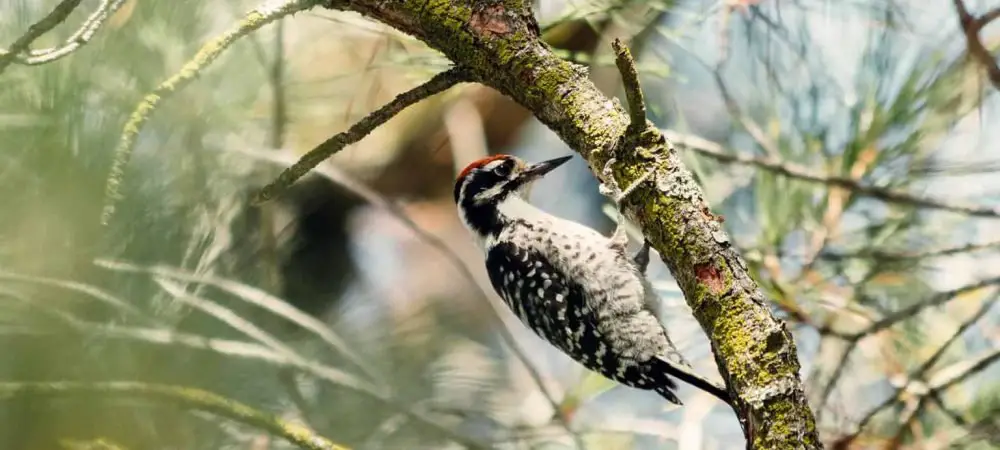 Woodpeckers in Arizona