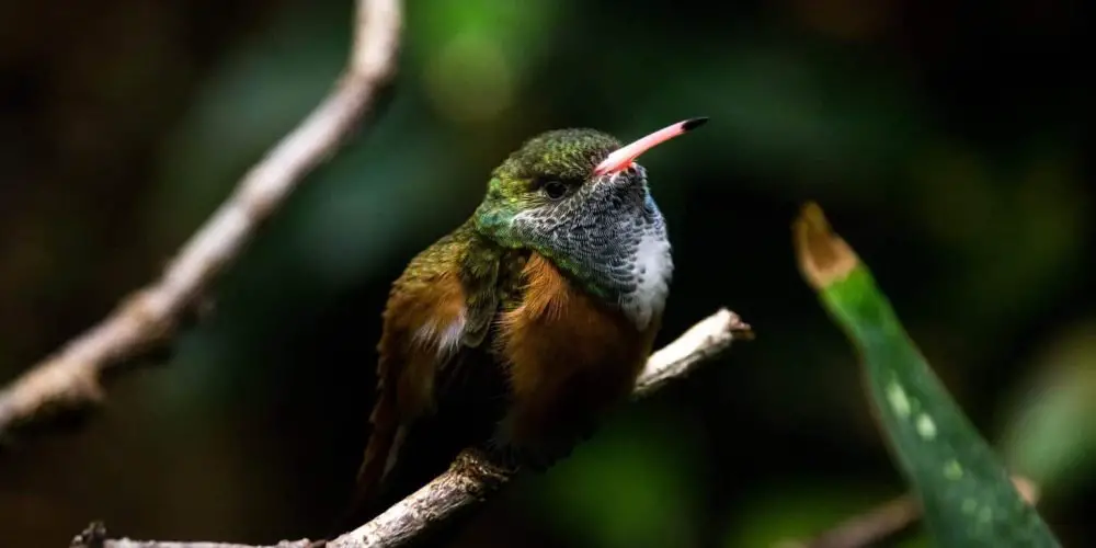 hummingbird in michigan