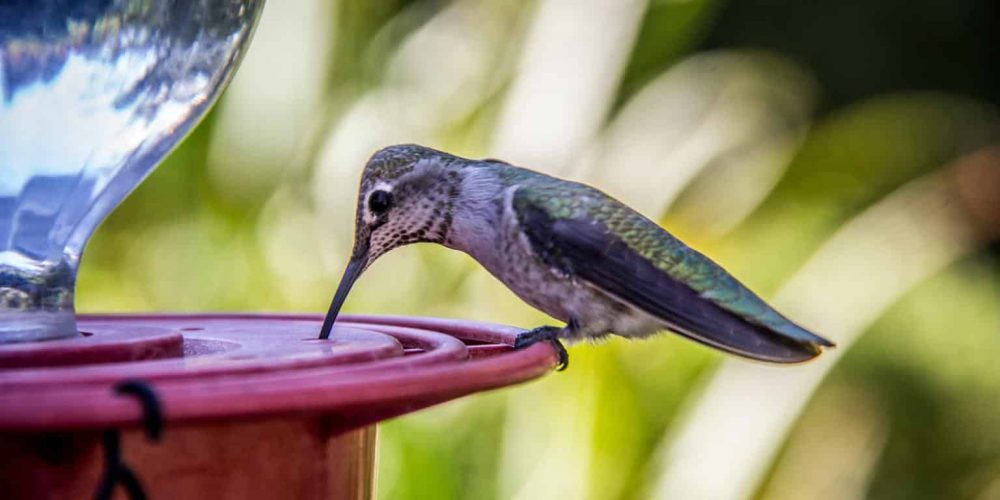 hummingbirds in Oregon