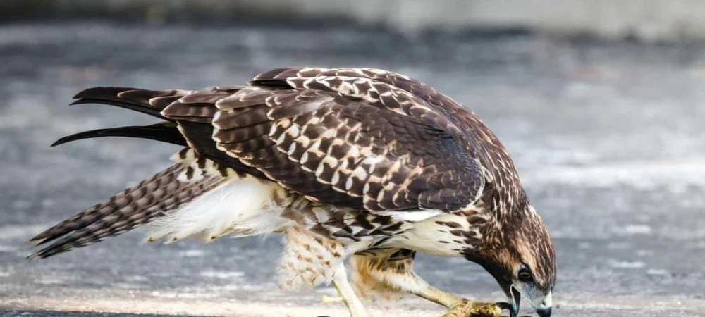 hawks in Connecticut