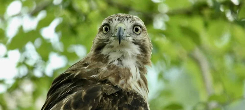 Hawks in Colorado