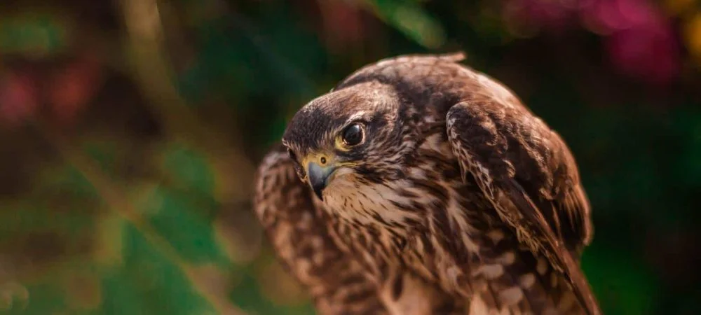 Hawk of Mississippi