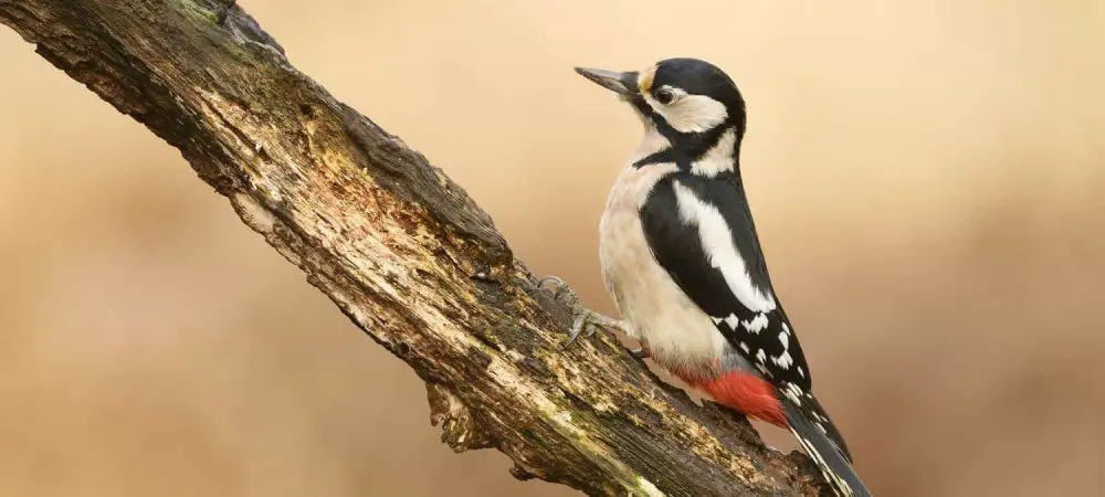 Woodpeckers of Kentucky