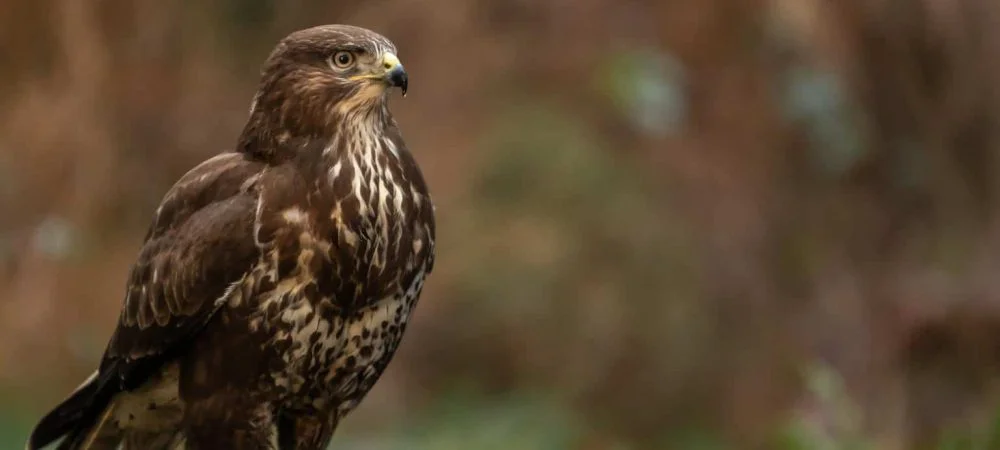 Hawks in Louisiana