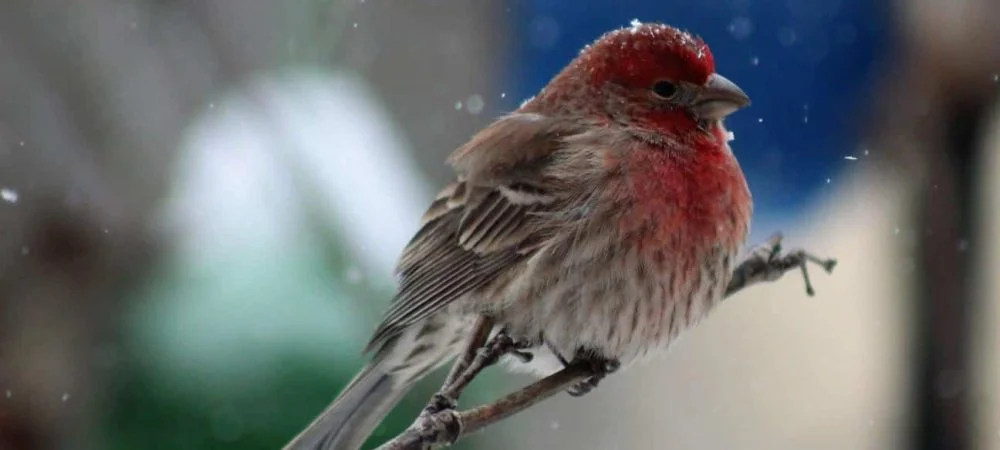 Finches of California