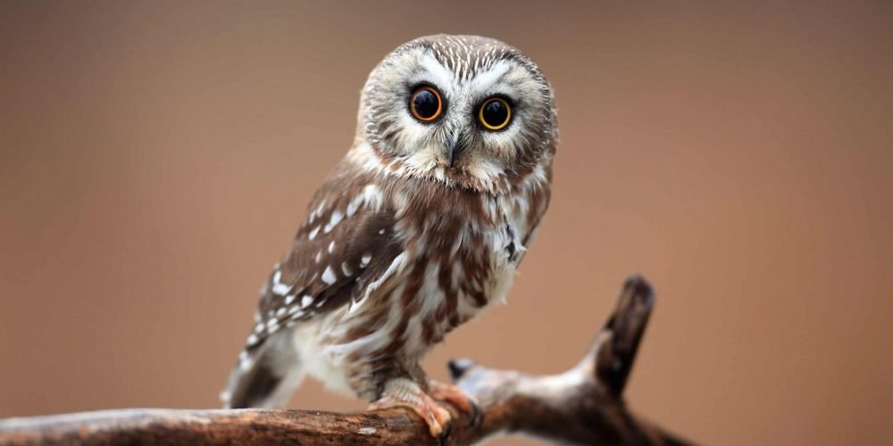 What Does It Mean To See An Owl During the Day? - Wild Bird World