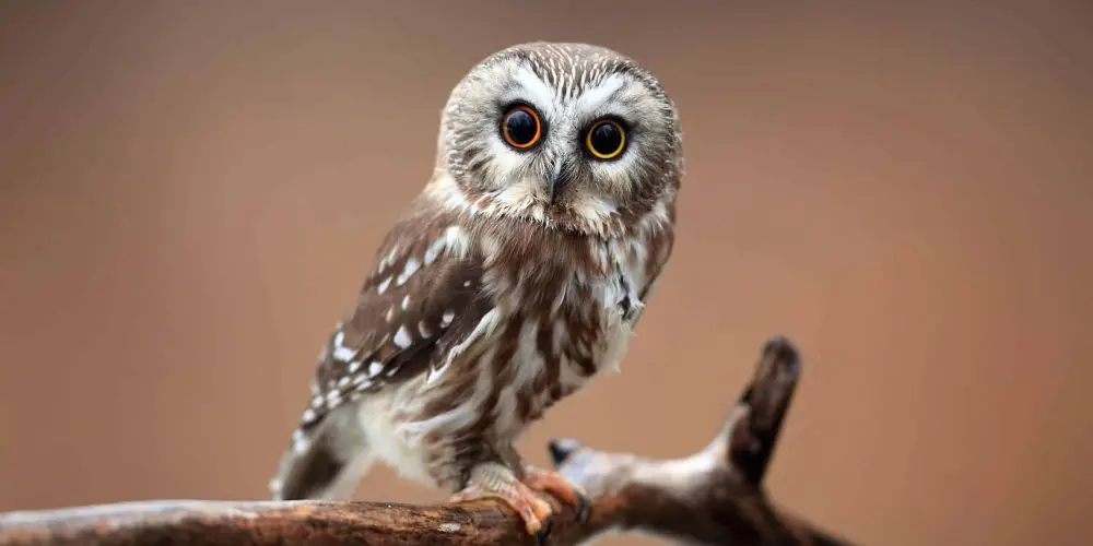 northern saw whet owl