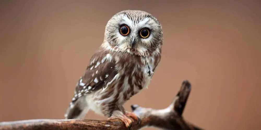 what-does-it-mean-to-see-an-owl-during-the-day-wild-bird-world