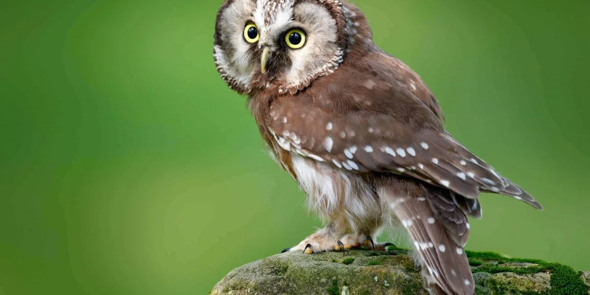 boreal owl